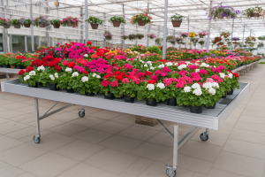 Mobilny stół zalewowy  "Floks " 1,2mx2,5m o stałej wysokość  75cm